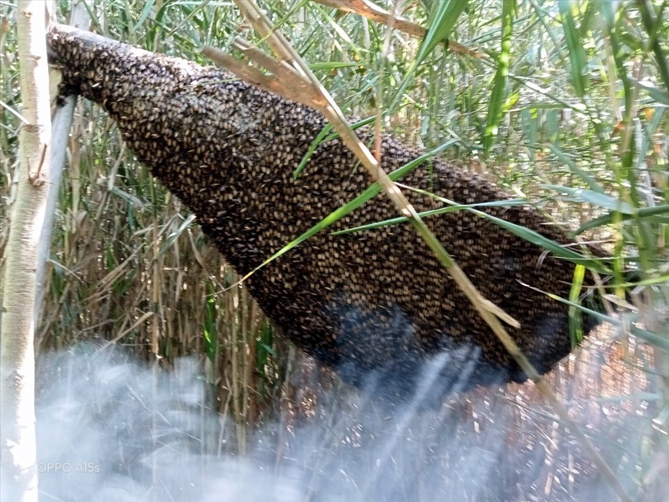 Tổ ong được người thợ gác kèo ong làm sẵn kèo để con ong vào xây tổ. Thời gian con ong đóng thành tổ như thế này mất 15 ngày. Tại U Minh hạ, Cà Mau những tổ ong mật to như thế này không hiếm.