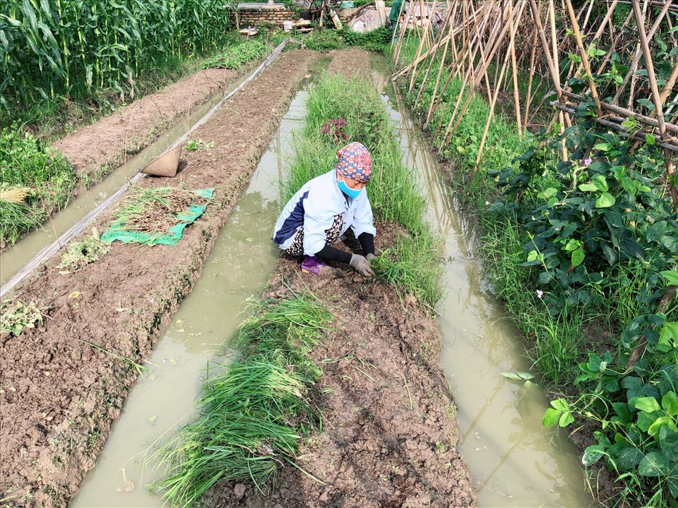 Nhiều hộ gia đình tranh thủ ra đồng “mót” rau củ, vớt vát lại số vốn ít ỏi sau trận mưa. Ảnh: Nguyễn Thúy.