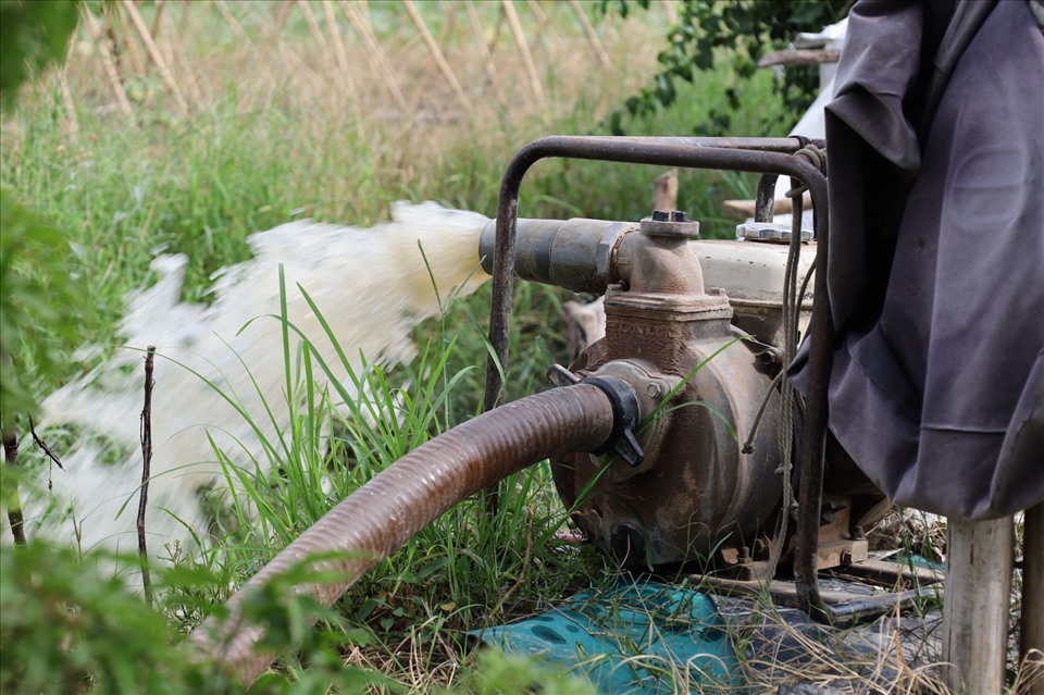 Người dân dùng máy bơm công suất lớn hút hết nước ở vườn rau nhằm hạn chế cây chết do ngập úng quá lâu. Ảnh: Nguyễn Thúy.