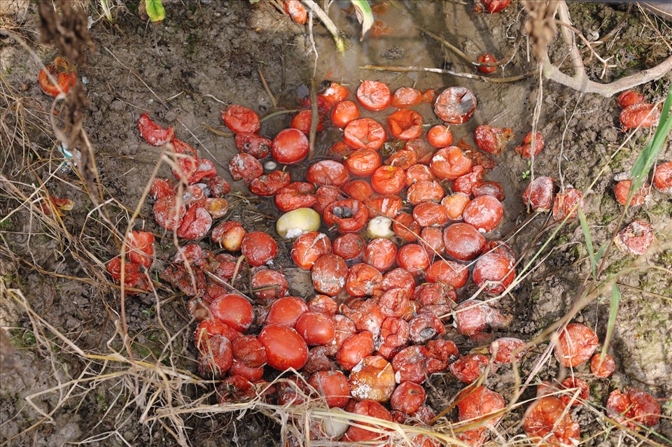 Những trái cà chua chín bị rụng nổi trôi quanh ruộng. Ảnh: Nguyễn Thúy.