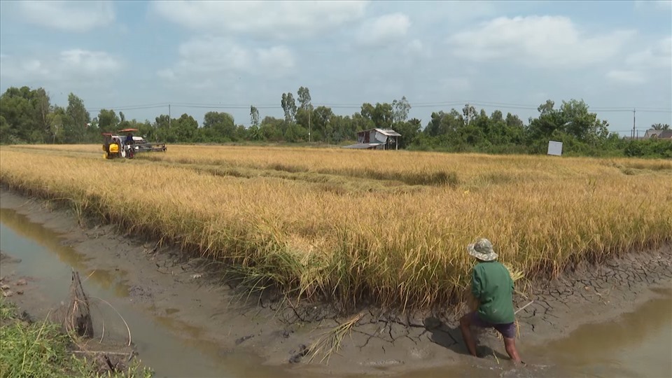 Cảnh thu hoạch lúa trên đất lúa- tôm ở Bạc Liêu