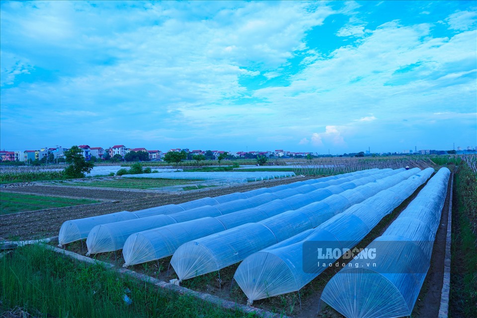 Xã Tiền Phong, huyện Mê Linh từ lâu được biết đến là vùng chuyên canh rau có tiếng, là một trong những vựa rau củ quả lớn nhất nhì của Hà Nội.