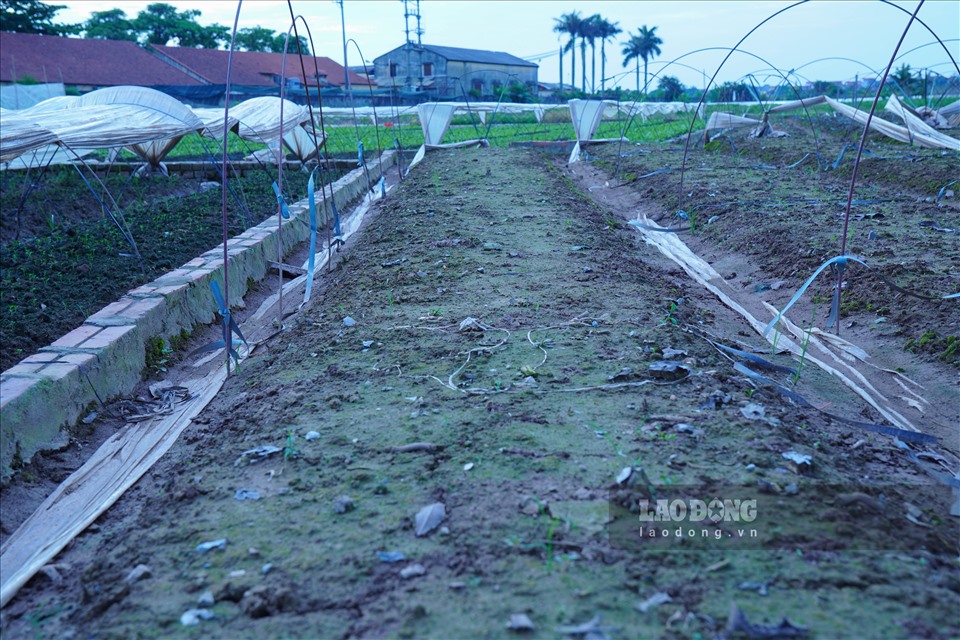Theo ghi nhận của PV, nhiều hộ gia đình có ruộng thấp, nước ứ đọng khiến người dân không thể xuống giống trồng vụ mới sau một vụ mùa thiệt hại nặng nề do mưa lớn.
