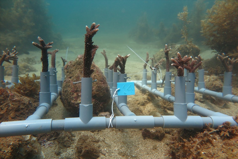 Các tập đoàn san hô từ các vườn ươm và khu vực phục hồi san hô trên nền đáy tự nhiên được di trồng về các rạn nhân tạo.
