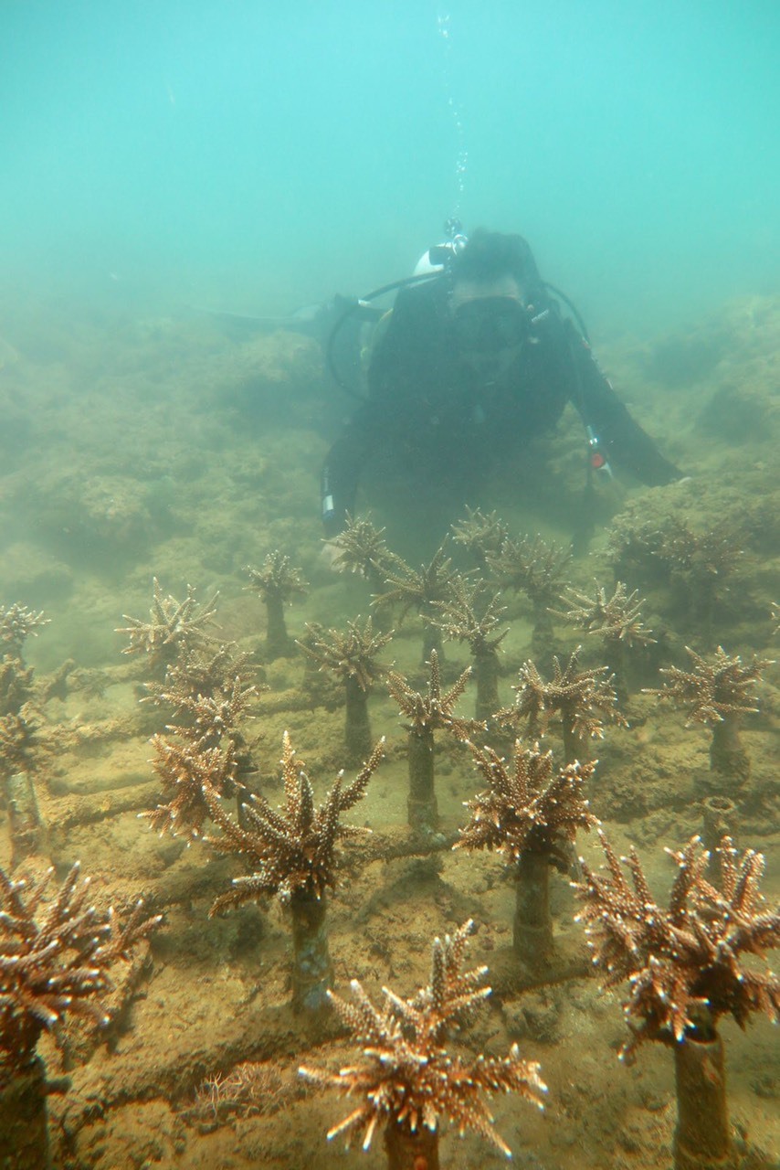 Sử dụng nguồn giống san hô gẫy đổ sau mưa bão đưa vào vườn ươm. - Khu vực phục hồi san hô trên nền đáy tự nhiên với diện tích sử dụng đất đáy biển khoảng 10.000 m2 (5 khu vực x 2.000 m2), ở độ sâu 5 - 8 m.