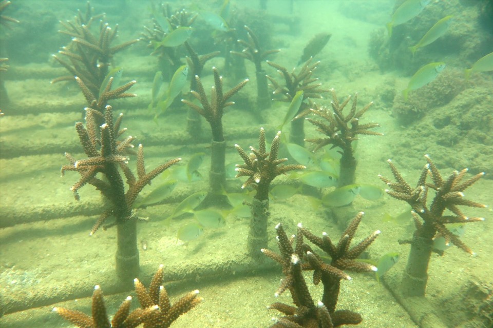 Tất cả các vị trí lắp đặt rạn nhân tạo không có san hô sống, rong, cỏ biển.