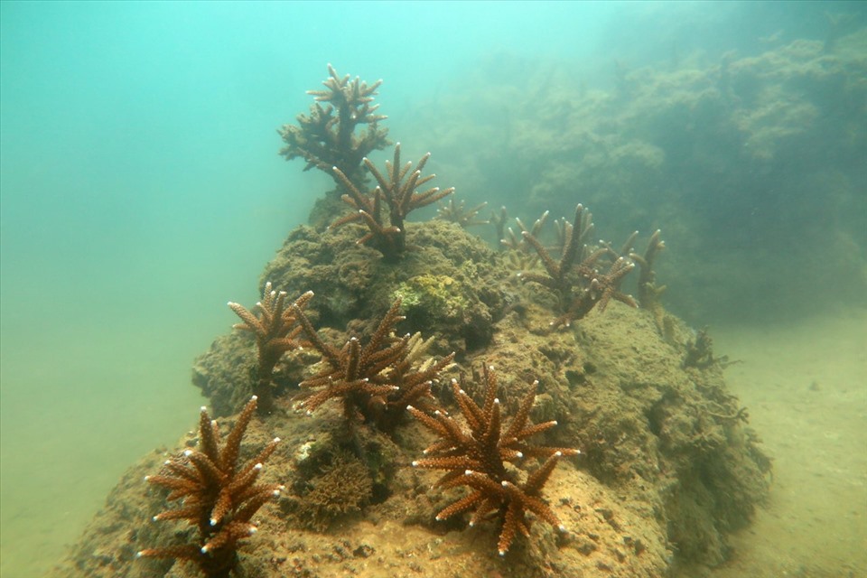 Vườn ươm san hô với diện tích sử dụng đất đáy biển khoảng 5.000 m2 (5 vườn x 1.000 m2), ở độ sâu từ 3 - 6 m. Sử dụng các giá thể khung nhựa làm vườn ươm, ươm dưỡng san hô sống cho thích nghi với môi trường sống, sau đó di chuyển sang các vị trí cần phục hồi.