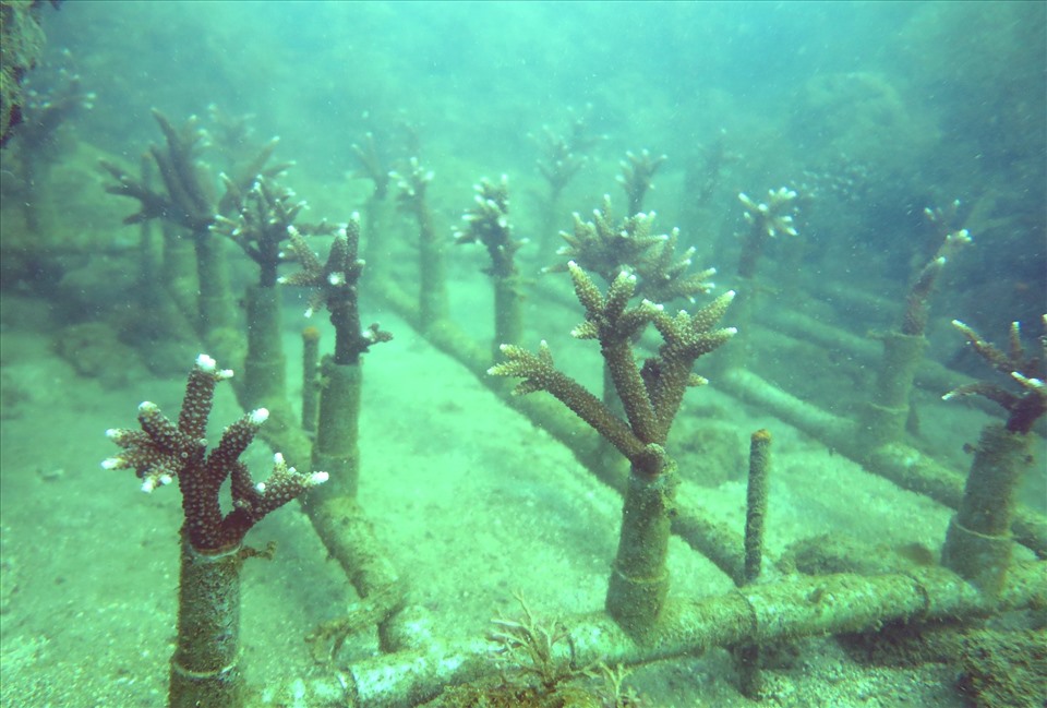 Các tập đoàn san hô từ các vườn ươm và khu vực phục hồi san hô trên nền đáy tự nhiên được di trồng về các rạn nhân tạo.