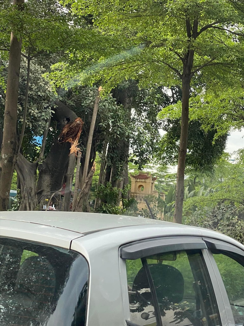 Khu vực cành cây đa cổ thụ gãy đổ chắn ngang đường Võ Chí Công khiến giao thông tê liệt.