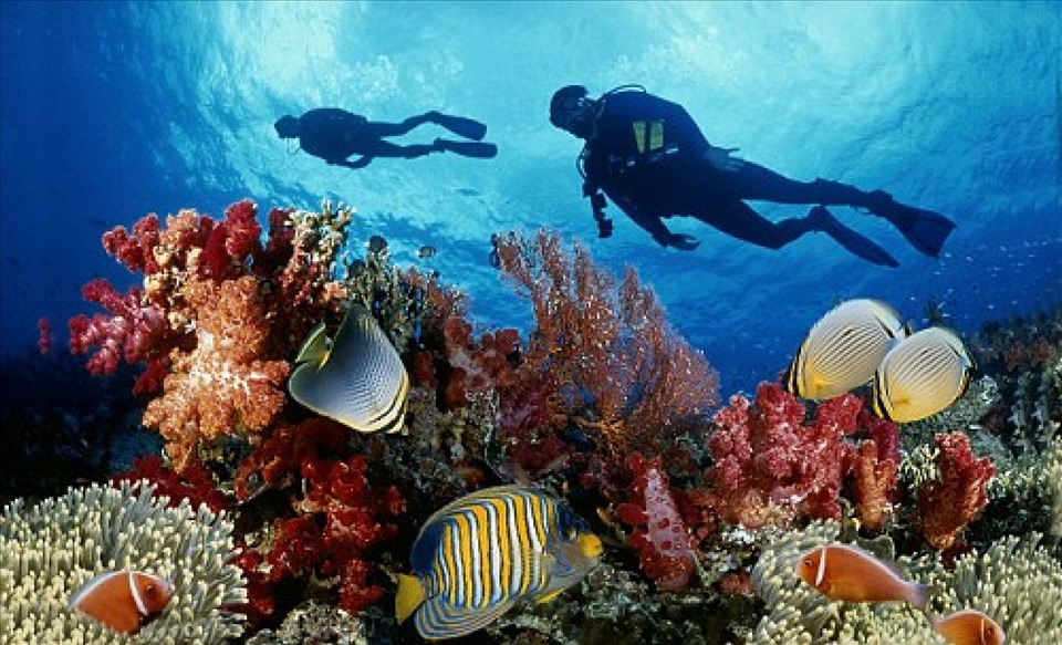 Rạn san hô ở Côn Đảo.