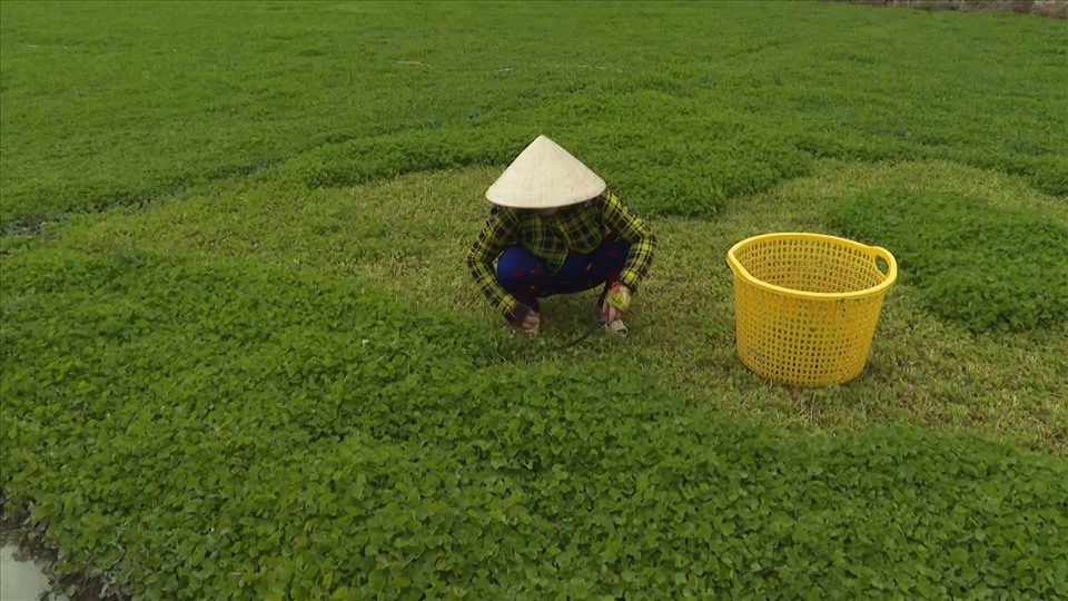 Bà Nguyễn Thị Đèo thu hoạch rau má