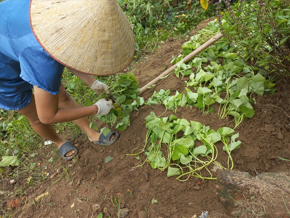 Khu vườn rau nhỏ của chị Khang có rất nhiều loại rau.