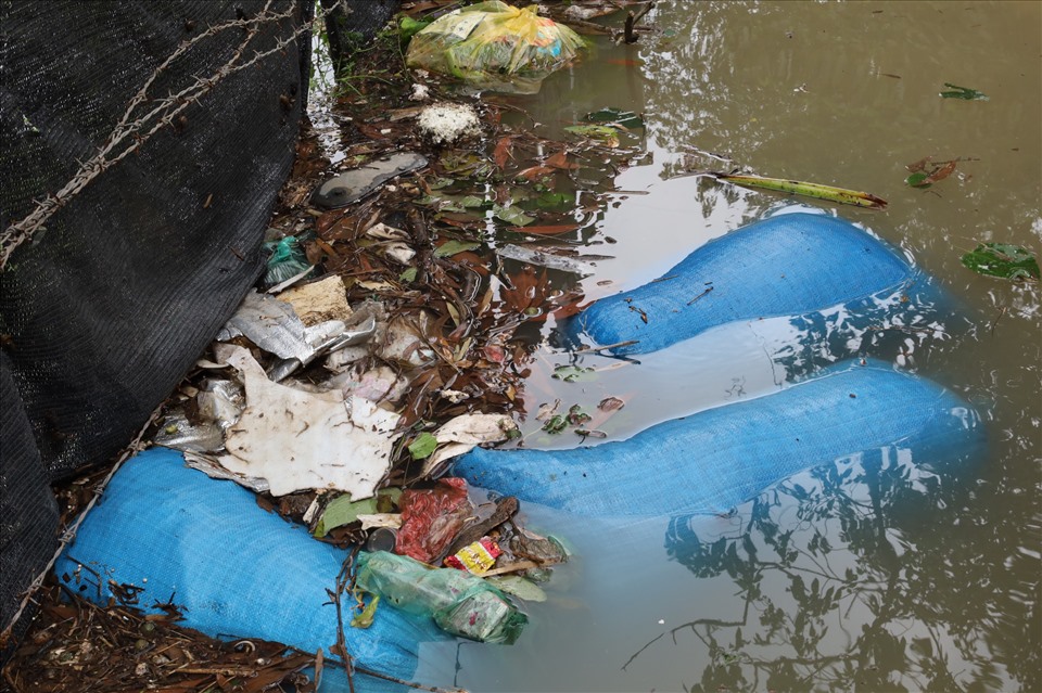 Nước từ đầu nguồn đổ về kéo theo nhiều bèo, rác phủ kín mặt nước. Ảnh: Nguyễn Thúy.