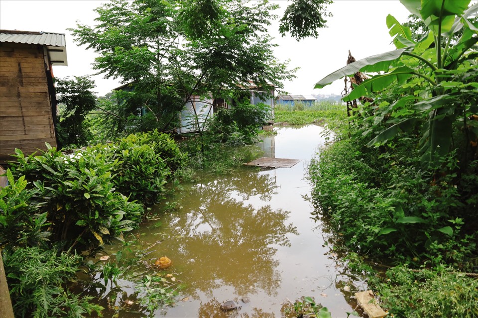 Nước lên khiến nhà bè của các gia đình sinh sống ở khu vực bãi giữa sông Hồng liên tục phải di chuyển đến vị trí cao hơn. Ảnh: Nguyễn Thúy.