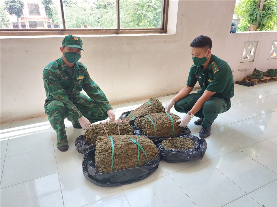 Tang vật thảo mộc do các đơn vị Bộ đội Biên phòng tỉnh An Giang bắt giữ được cơ quan chức năng xác định là cần sa. Ảnh: BĐBP An Giang