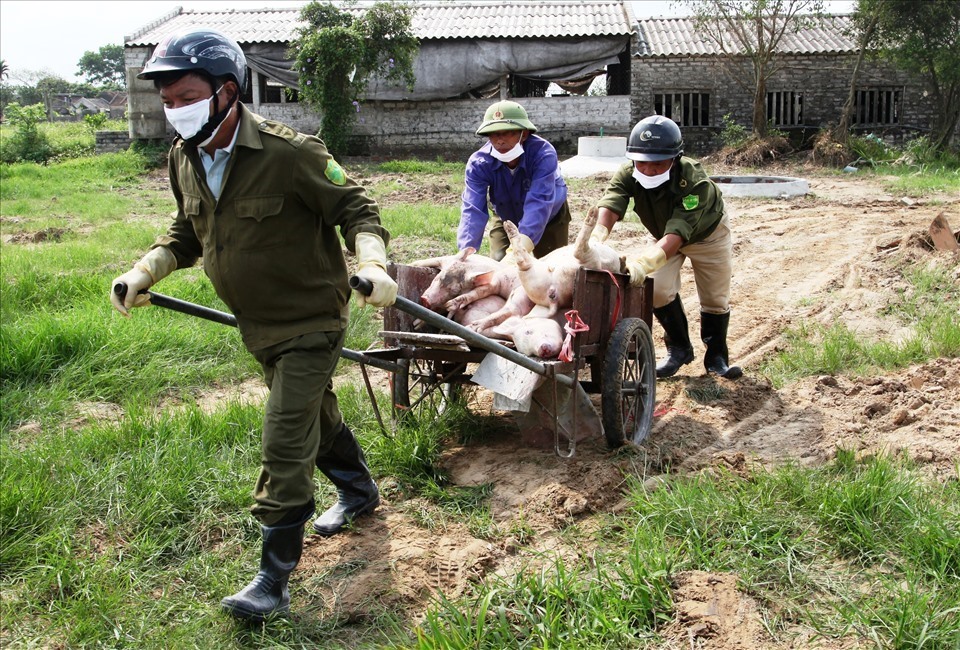 Lực lượng chức năng trên địa bàn tỉnh Ninh Bình tiêu hủy lợn chết do dịch tả lợn Châu Phi. Ảnh: NT
