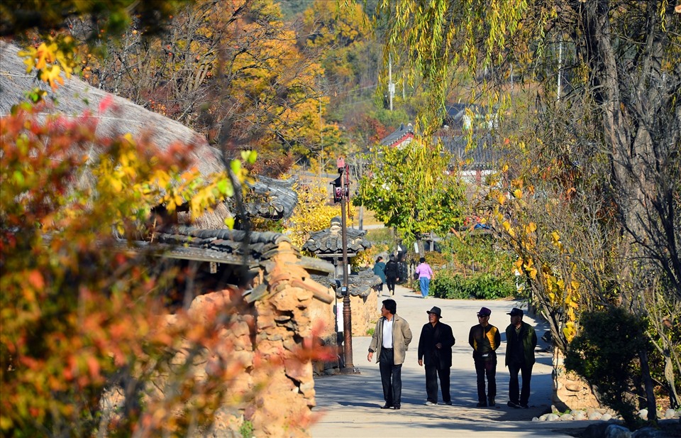 Làng Hahoe Folk nằm ở ngoại ô Andong, Gyeongsangbuk-do, đã có 500 năm tồn tại. Đây là điểm đến cực thu hút khách du lịch cả quốc tế lẫn Hàn Quốc trong 2 tháng cuối năm.