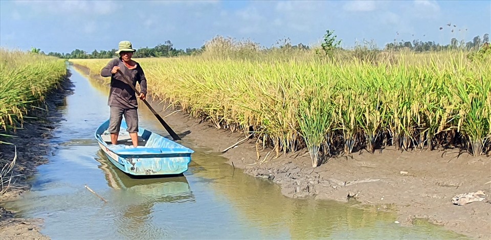 Mô hình lúa thơm, tôm sạch trở tăng cao thu nhập cho người dân. Ảnh: Nhật Hồ