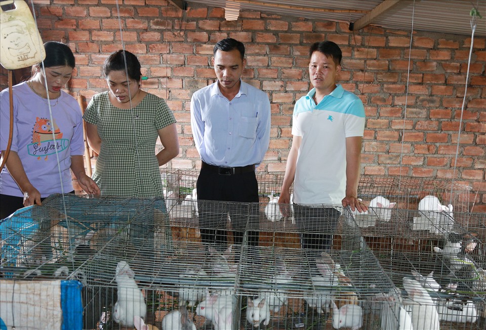 Mô hình chăn nuôi thỏ ngoại nhập mang lại thu nhập khá cho người nông dân ở xã Ea Tam. Ảnh: P.T.