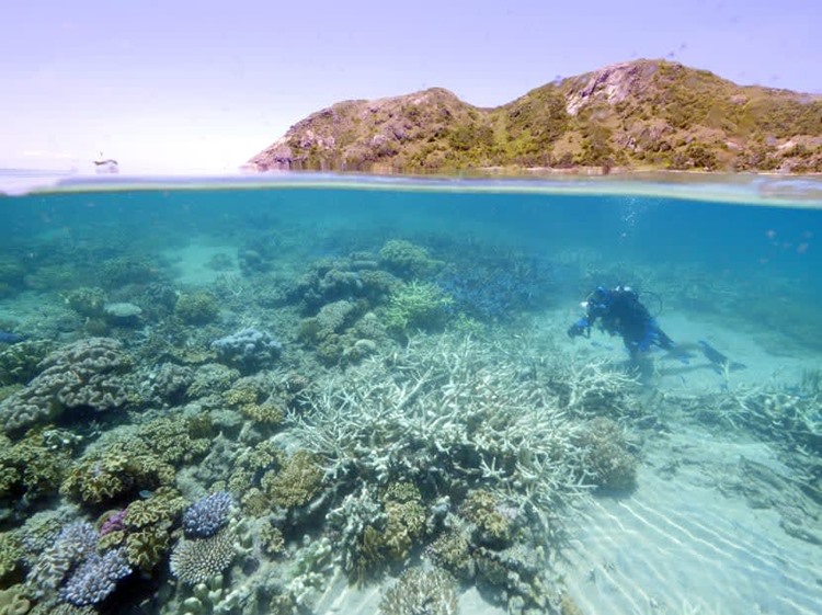 Nhiều rạn san hô bị tẩy trắng ở Nha Trang. - Ảnh: AFP