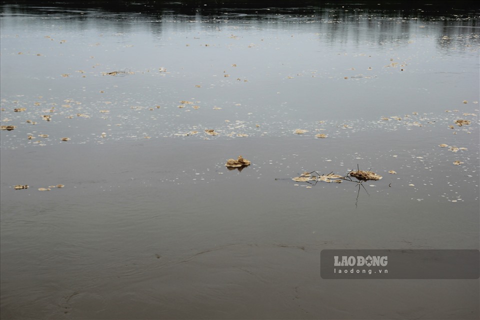 Gần khu vực trang trại các bọt nước nổi lềnh bềnh trên sông Hồng, có mùi hôi khó chịu.