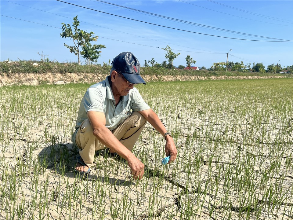 Ông Lê Văn Thiền ở xã Hòa Đồng, huyện Tây Hòa rầu rĩ khi thấy cây lúa ngày càng yếu ớt.
