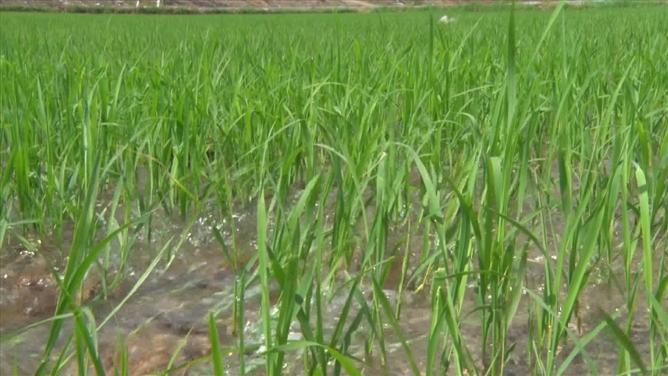 Các vùng lúa bị khô hạn, nứt nẻ đã được cấp nước kịp thời.