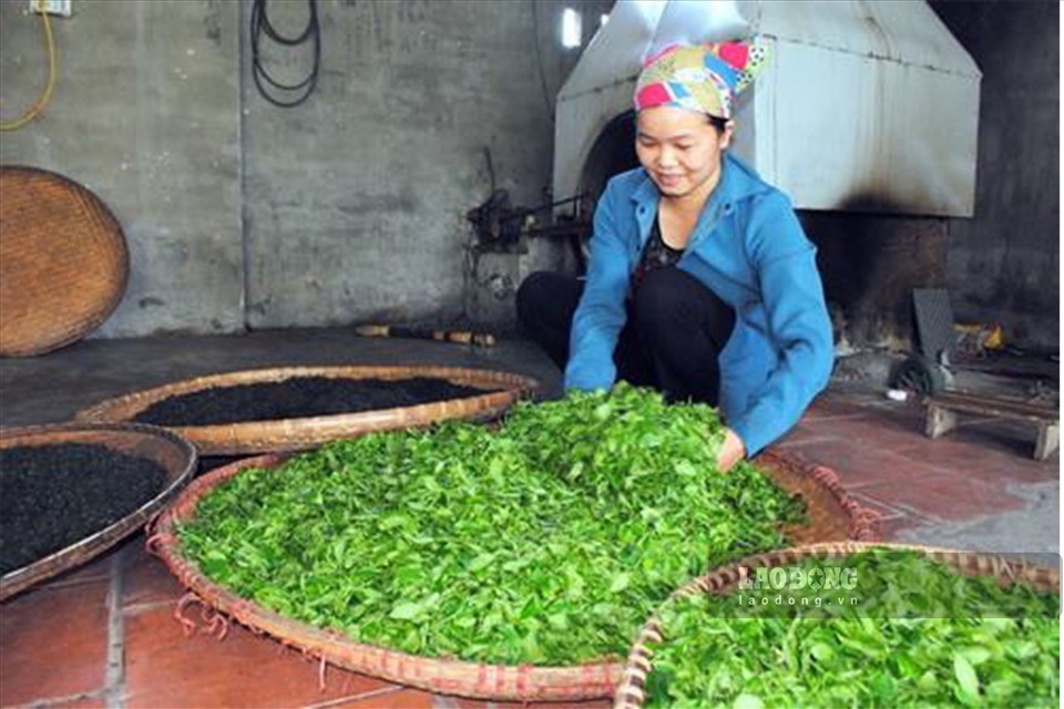 Tình trạng điện yếu ảnh hưởng lớn đến năng suất sản xuất chè của gia đình chị Trần Thị Lâm.