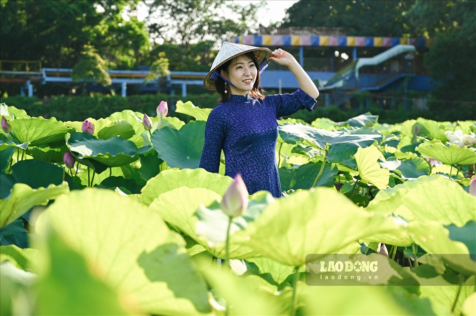 Hoa sen Hồ Tây: Hoa sen Hồ Tây là biểu tượng văn hóa và thiên nhiên của Hà Nội. Cùng khám phá sự đẹp đẽ và tinh tế của hoa sen trên hồ Tây bằng những bức ảnh tuyệt đẹp!