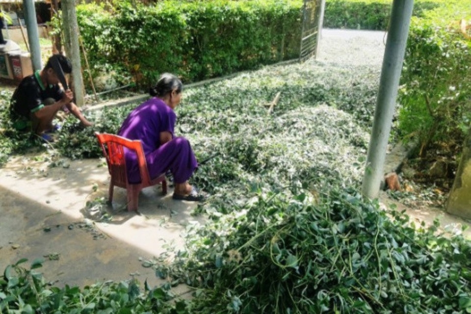 Người trồng cây kim tiền ở xã Cẩm Vịnh đang ngắn thân cây dược liệu này để phơi khô, sau đó bán cho Công ty CP Dược Hà Tĩnh với giá 16.000 đồng/kg. Ảnh: TT.