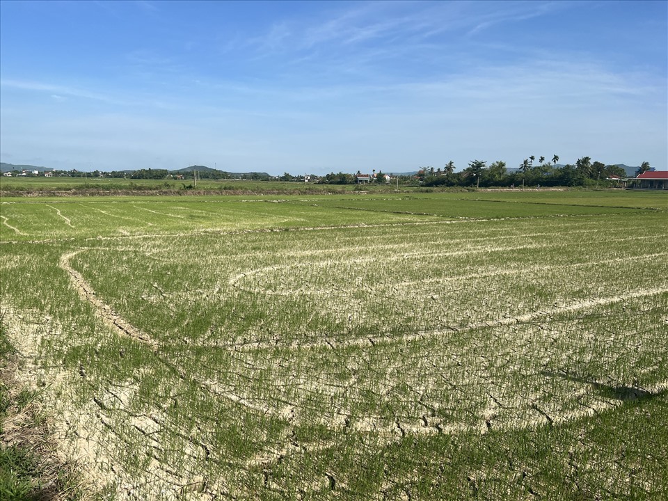 Nhiều diện tích lúa khô hạn đang chờ cấp nước.