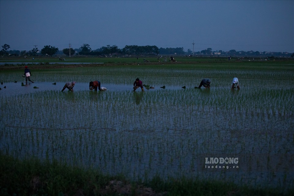 Trời bắt đầu tối mịt, nhưng người nông dân không hề nghỉ tay, vẫn cần mẫn cấy ruộng để cho ra những hạt gạo “dẻo thơm muôn phần” đến với mọi nhà trên khắp đất nước Việt Nam.