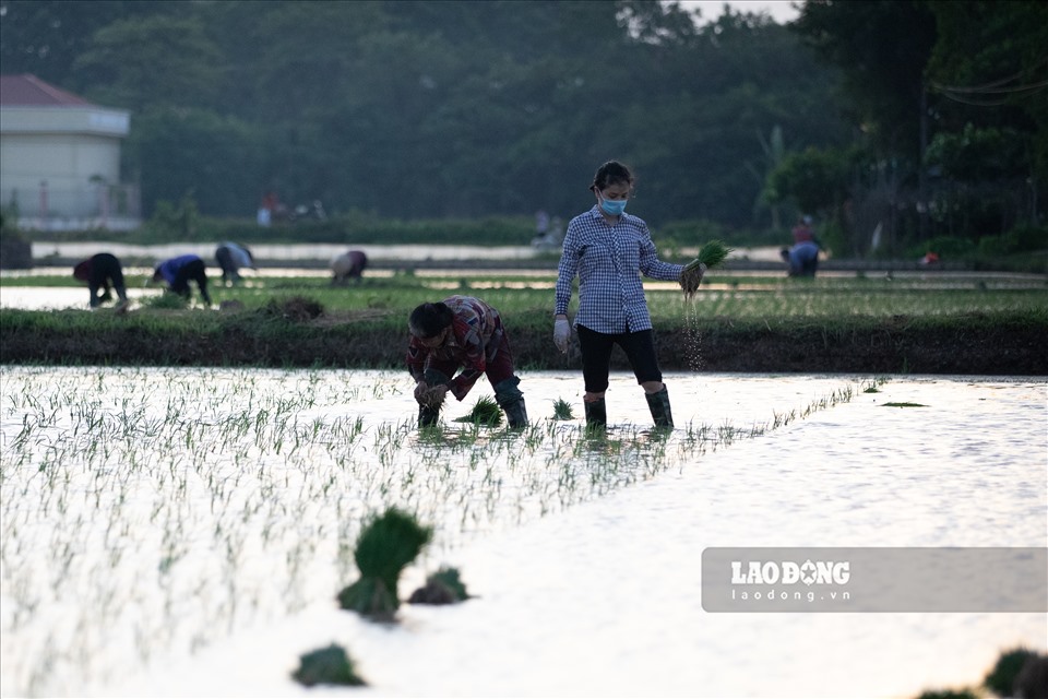 Nắng tháng 6 ở Hà Nội “như thiêu như đốt“, thay vì xuống ruộng vào ban ngày như những năm trước, người nông dân chọn cách xuống đồng từ xế chiều đến tối muộn để tránh nắng nóng.