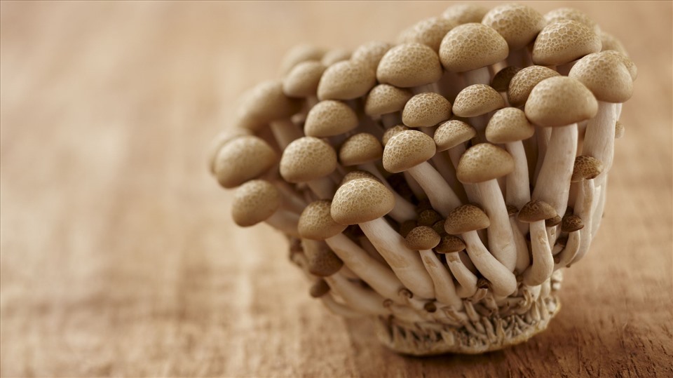 海蘑菇含有許多高營養價值，如果經常食用可以改善健康。 圖片：新華社