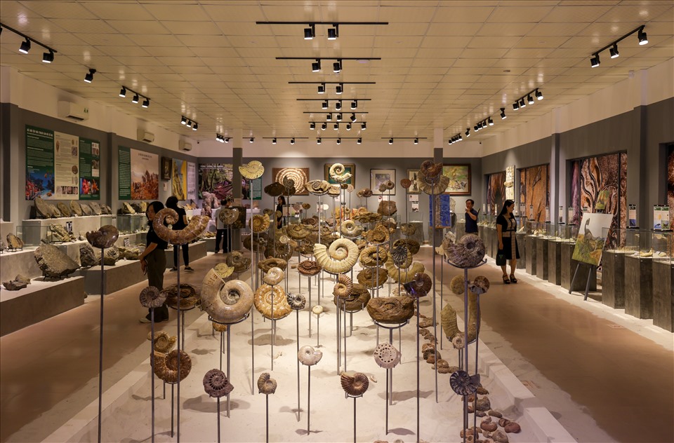 Sau 2 năm tìm kiếm và sưu tầm, Bảo tàng Hoá thạch Hà Nội này đã thu thập được hơn 14.000 mẫu vật; 2.500 tấn gỗ hóa thạch từ khắp nơi trên thế giới; được giới khoa học đánh giá là kho báu vô giá của ngành Cổ sinh vật học nước nhà.