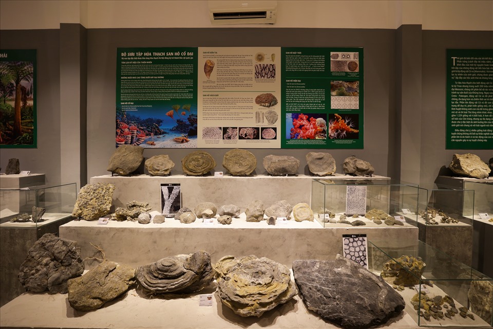 Các hoá thạch đều có niên đại trên 10.000 năm, có hoá thạch lên đến 2,9 tỉ năm.