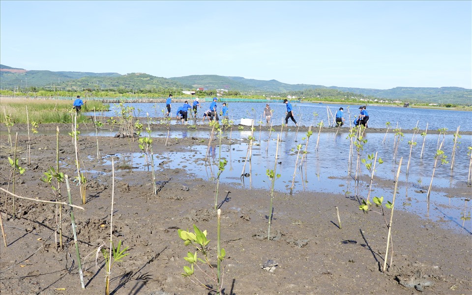 Phát động trồng rừng ngập mặn tại thắng cảnh quốc gia Đầm Ô Loan.