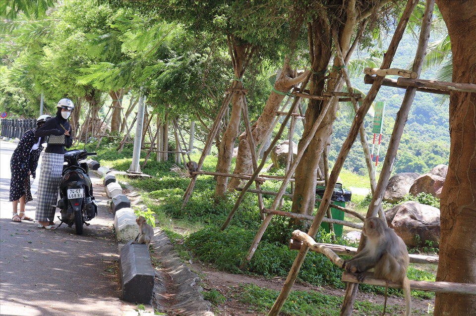 Các loài linh trưởng, khỉ... thường tập trung tại khu vực Miếu Đôi, trước cổng chùa Linh ứng và đường lên Bãi bắc Sơn Trà để chờ du khách cho ăn. Ảnh: Nguyễn Linh