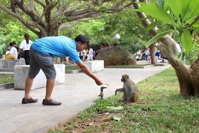 Du khách vô tư cho khỉ ăn khi thăm quan, nghỉ dưỡng.