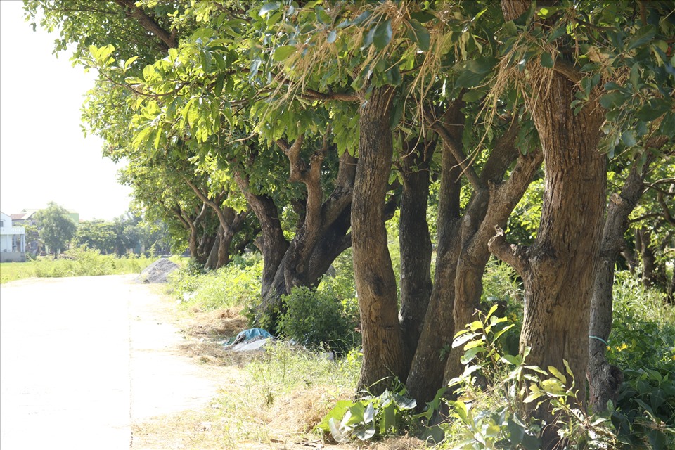 Ông Châu Văn Mạnh (87 tuổi, trú tại làng Phú Thọ, xã An Thủy) cho hay, rừng lộc vừng này đã có từ lâu, không ai biết bao nhiêu tuổi rồi, tuy nhiên theo kể lại thì tầm khoảng 400 năm tuổi. “Hồi tôi còn nhỏ là rừng lộc vừng này cao to lắm rồi, nghe kể lại thì cũng tầm 400 năm tuổi. Trong làng giờ còn khoảng vài trăm cây, lúc trước nhiều lắm, trải dài từ đầu làng đến cuối làng, đến nay thì gãy và chết do bão lũ cũng khá nhiều rồi”, ông Mạnh chia sẻ.