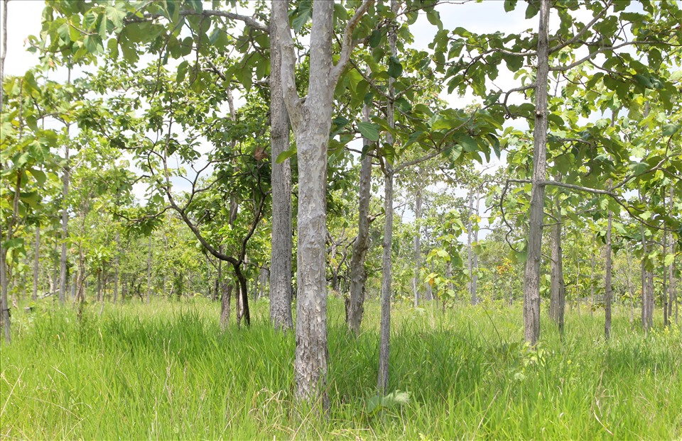 Báo cáo của Bộ Nông nghiệp và Phát triển nông thôn cho thấy, hiện có hơn 4.757ha rừng thuộc vùng tưới hồ Ia Mơr (nằm trong phạm vi diện tích 4.898ha đất tự nhiên vùng dự án) chưa thực hiện chuyển đổi mục đích sử dụng rừng thành vùng sản xuất nông nghiệp.