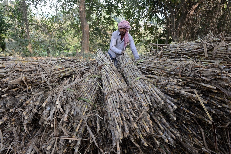 Người lao động Ấn Độ đang xếp những bó mía để bán tại một khu chợ ở ngoại ô Ayodhya, phía bắc bang Uttar Pradesh. Ảnh: AFP