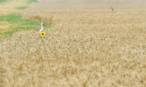 Một cánh đồng lúa mì ở làng Mala Dyvitsya, Ukraina. Ảnh: AFP