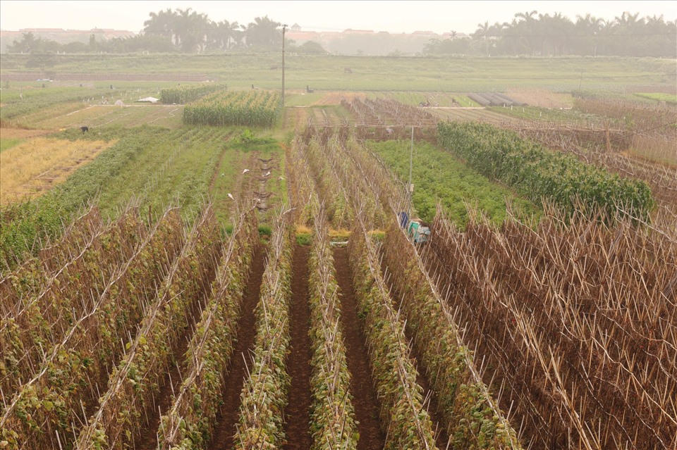 Sau đợt mưa kéo dài, hàng trăm ha rau củ tại thôn Đông Cao gần như mất trắng. Ảnh: Nguyễn Thúy