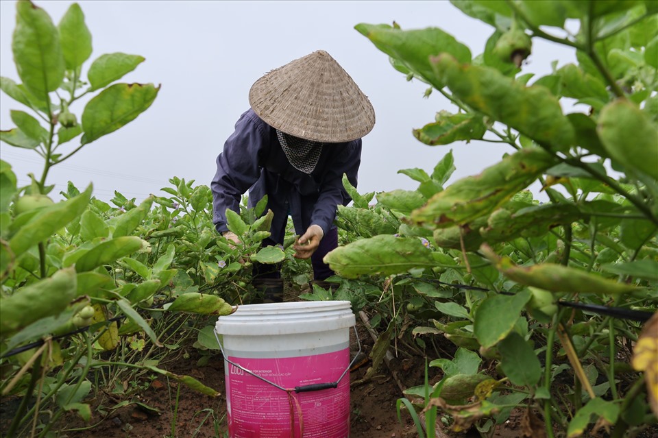 Nhiều hộ gia đình tranh thủ ra đồng “mót” rau củ mong vớt vát lại số vốn ít ỏi sau trận mưa nhưng cũng chẳng đáng là bao. Ảnh: Nguyễn Thúy.