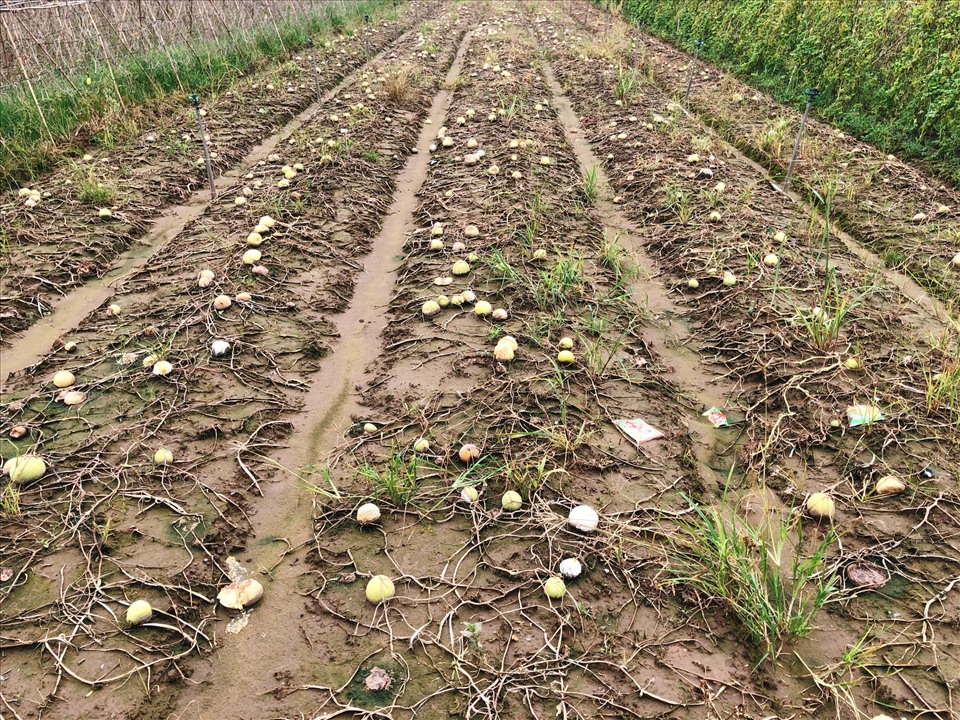 Nhiều nông dân sững sờ với hàng đống quả thối nằm la liệt trên đồng sau trận mưa. Ảnh: Nguyễn Thúy.