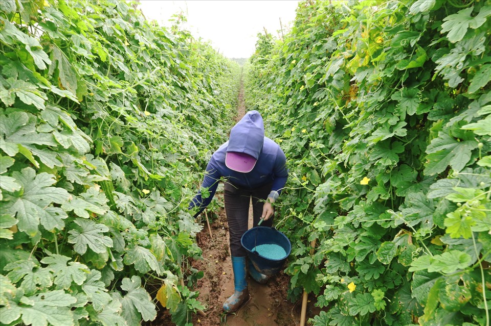 Chi phí mua giống rau xanh, phân bón cho cũng tăng cao khiến nông dân phải gồng mình đầu tư. Ảnh: Nguyễn Thúy.