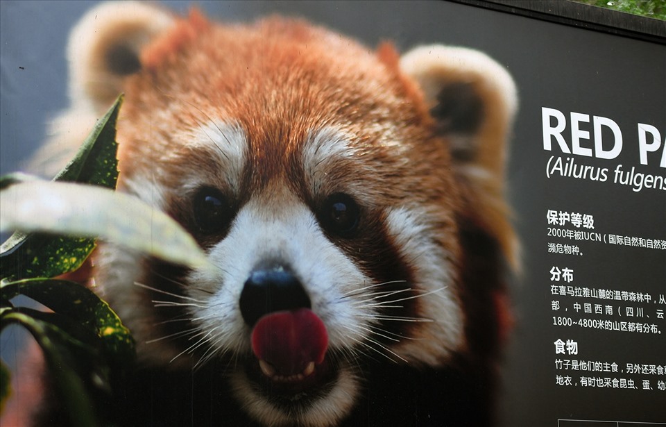 Gấu trúc đỏ - loài động vật vô cùng quý hiếm cũng được nuôi dưỡng tại đây.