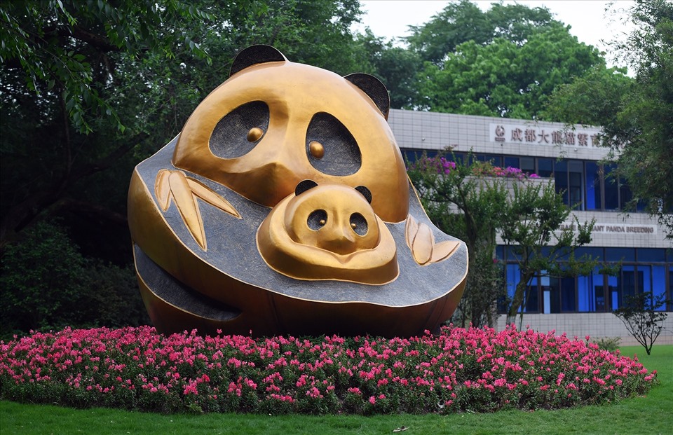 Khu bảo tồn nằm ngoài khu trung tâm Thành Đô, cách trung tâm khoảng 20 phút đi xe hơi. Ngoài ra, du khách có thể đi xe buýt số 107 hoặc 967. Con đường dẫn đến khu bảo tồn có tên gọi là Đại lộ Gấu trúc.