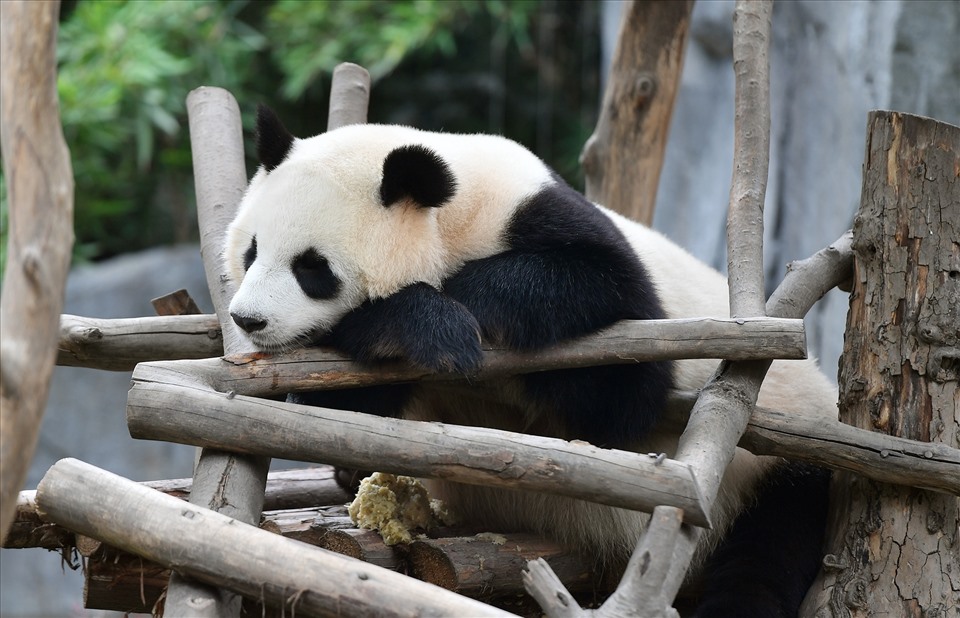 Ở các khoảng thời gian khác, chúng thường di chuyển vào trong nhà có máy lạnh nên du khách sẽ không được nhìn rõ hoạt động của các chú gấu. Nếu đi vào mùa lạnh, các chú gấu sẽ thường xuyên đi lại ngoài trời.